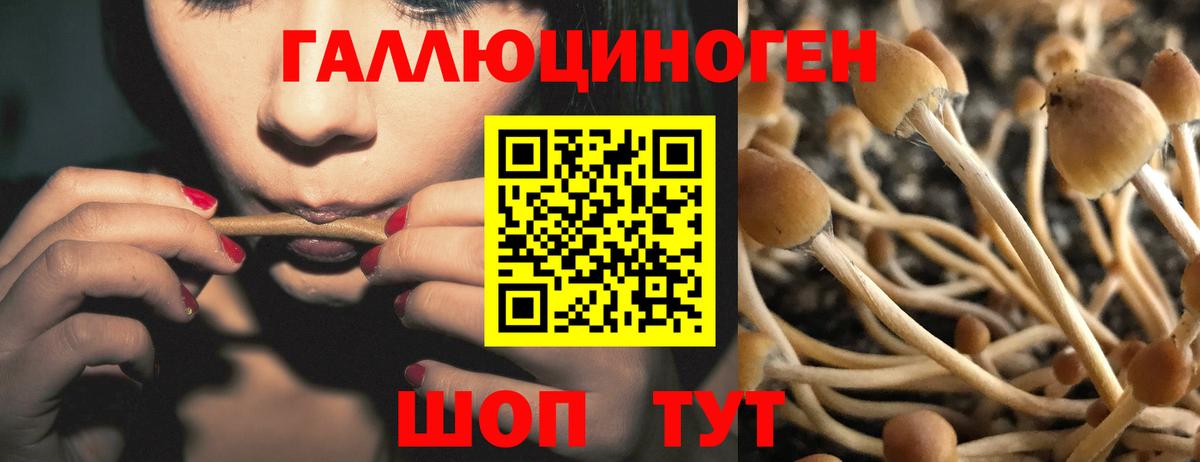 Галлюциногенные грибы Psilocybine cubensis Чистополь